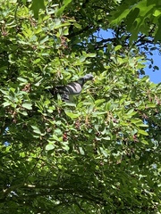 Columba palumbus