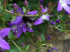 Bombus lapidarius