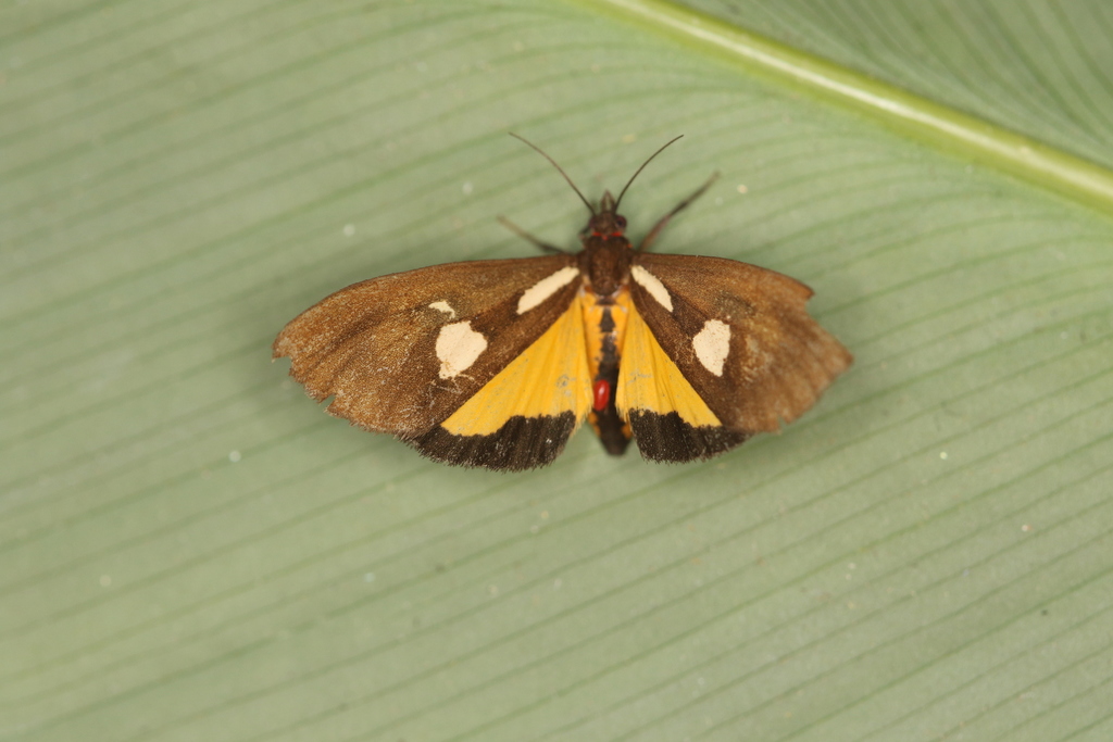 Virbia thersites