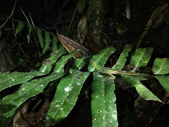 Anolis ventrimaculatus