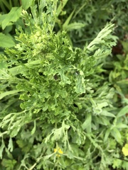 Jacobaea vulgaris