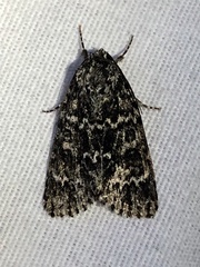 Acronicta fragilis