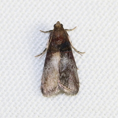 Acrobasis stigmella