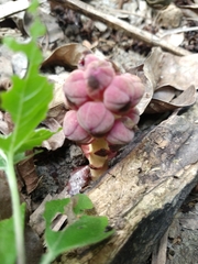 Bdallophytum americanum