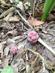 Bdallophytum americanum