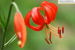 Lilium pumilum