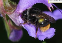 Bombus ganjsuensis