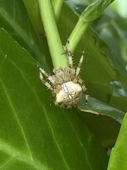 Araneus pallidus