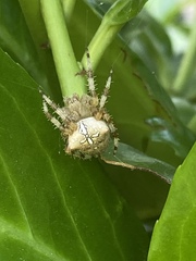 Araneus pallidus