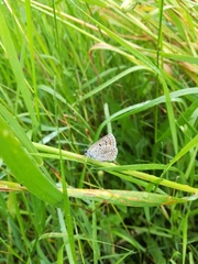 Polyommatus icarus