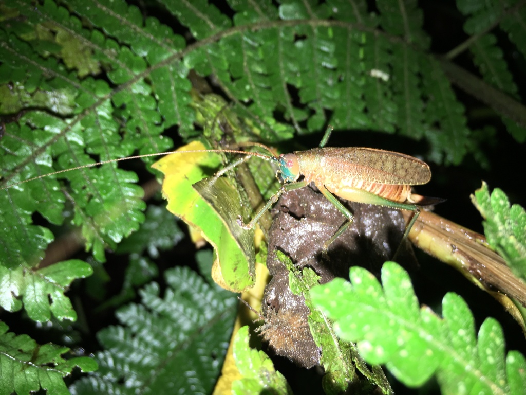 Docidocercus