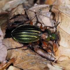 Carabus auronitens