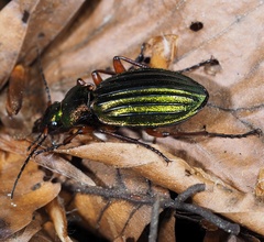 Carabus auronitens