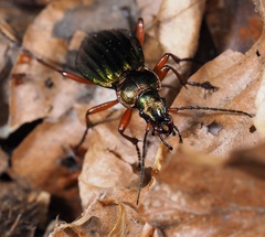 Carabus auronitens