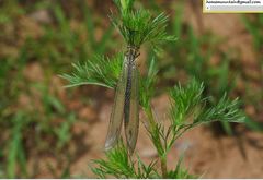 Deutoleon lineatus