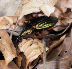 Carabus auronitens