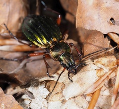 Carabus auronitens