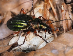 Carabus auronitens