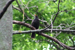 Turdus merula