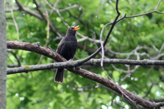 Turdus merula
