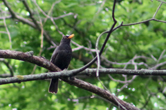 Turdus merula