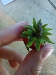 Lepidoptera