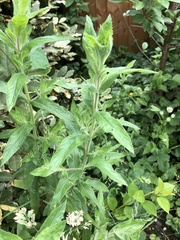 Epilobium hirsutum