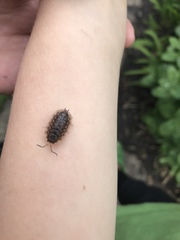 Oniscus asellus