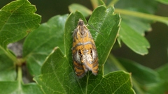 Olethreutes arcuella