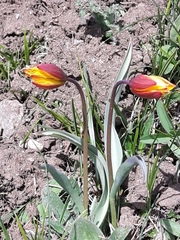 Tulipa sylvestris australis