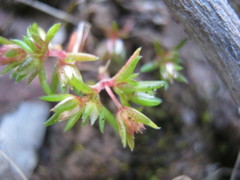 Crassula decumbens