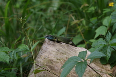 Lacerta viridis