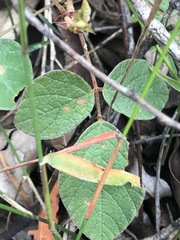 Desmodium rhytidophyllum