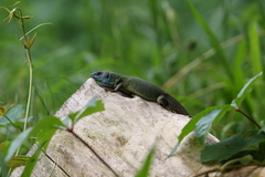 Lacerta viridis