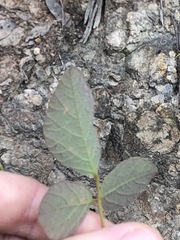 Desmodium rhytidophyllum
