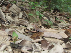 Anolis tropidonotus