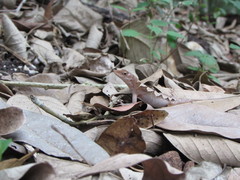 Anolis tropidonotus