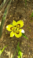Moraea tricolor