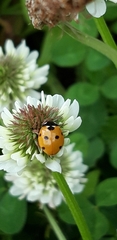Coccinella septempunctata