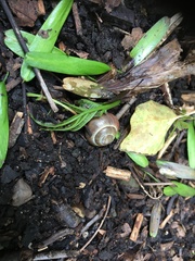 Gastropoda