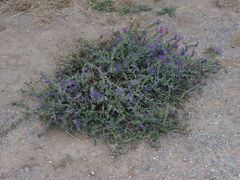 Echium plantagineum