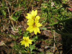 Goodenia pinnatifida