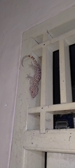 Gekko gecko