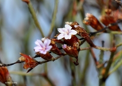 Limonium galilaeum