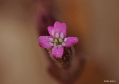Silene sedoides