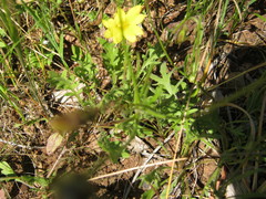 Goodenia pinnatifida