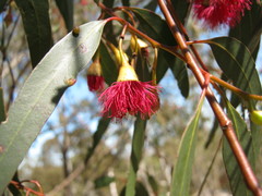 Eucalyptus leucoxylon leucoxylon