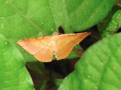 Pseudonadagara semicolor