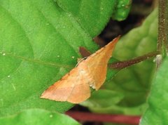 Pseudonadagara semicolor