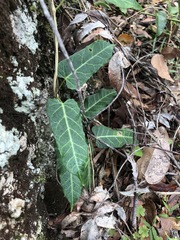 Leichhardtia lloydii